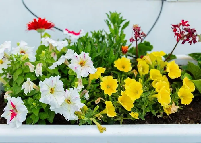 La Terrazza In Fiore
