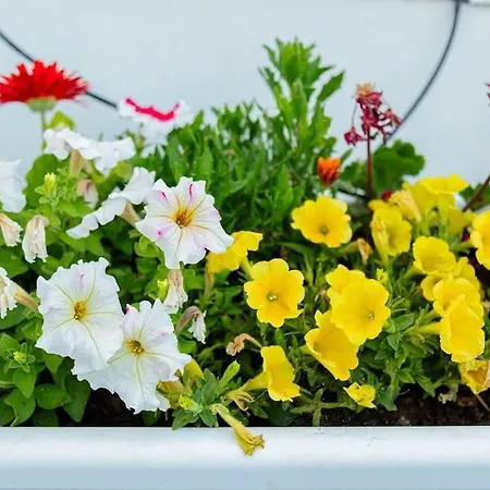La Terrazza In Fiore