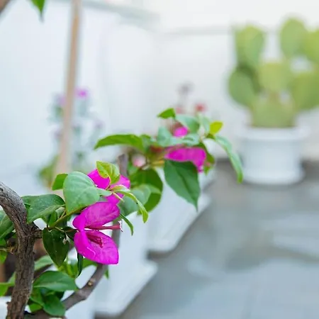 Σπίτι διακοπών La Terrazza In Fiore
