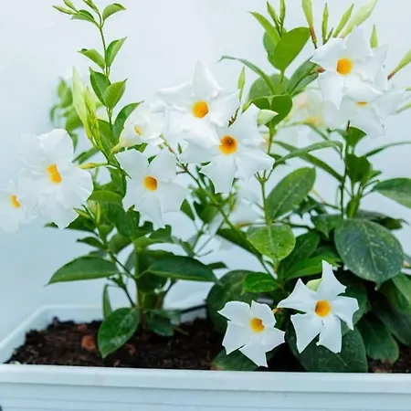 Prázdninový dům La Terrazza In Fiore